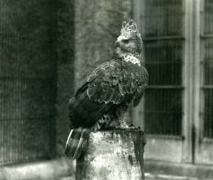 Een Gekroonde Adelaar in de Londense Dierentuin, juni 1922